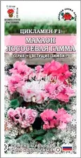 Цветы Цикламен Махаон Лососевая гамма (3 шт) Сотка
