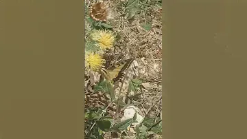 Бабочка Махаон!
