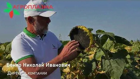 Clearfiel®Plus  - гибрид подсолнечника ВПЕРЕД КЛП
