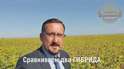 🌻🌻🌻 Гибриды семена подсолнечника Евралис. У нас выгодно и спокойно🌻🌻🌻
