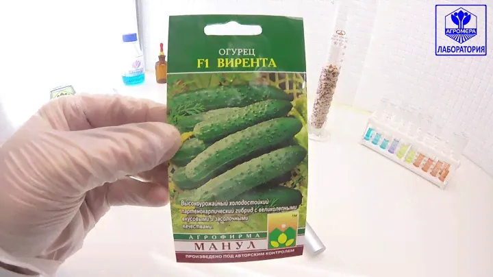 Огурец Вирента F1. Манул