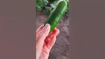 Первый огурчик "Базар" от Манул!!!🥒🥒🥒 The first cucumber "Bazaar" from Manul!!!🥒🥒🥒