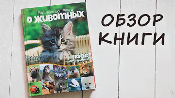 Энциклопедия: Моя большая книга о животных. Обзор детской книги.