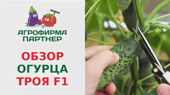 ОБЗОР ПАРТЕНОКАРПИЧЕСКОГО ОГУРЦА ТРОЯ F1