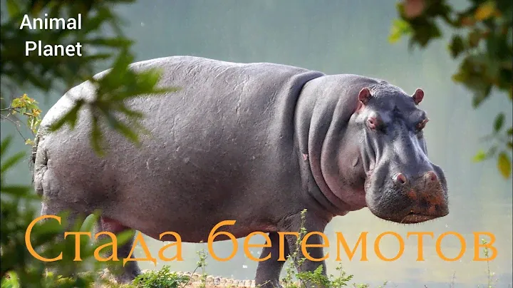 Animal Planet.Стада бегемотов.