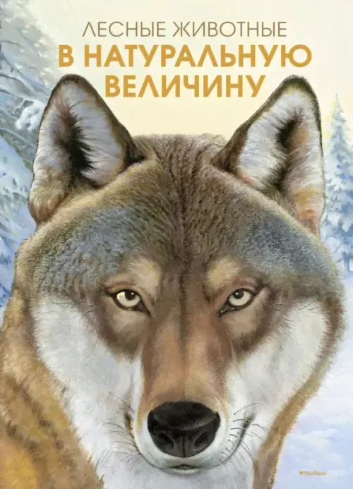 Лесные животные в натуральную величину Хааг Иллюстрированная энциклопедия Азбука/Махаон-0