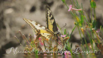 Махаон.  Papilio machaon Linnaeus.