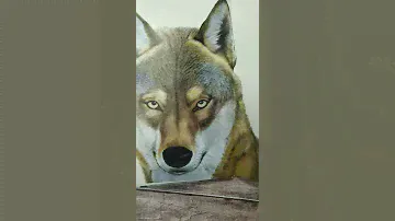 Лесные животные в натуральную величину