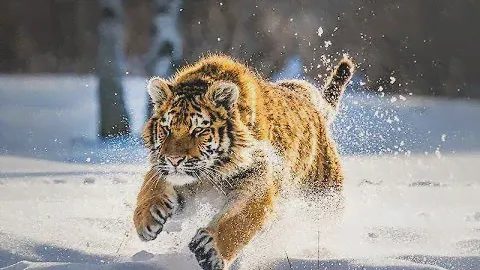 Дикая природа  России   Wildlife in Russia   National Geographic 4K Ultra HD