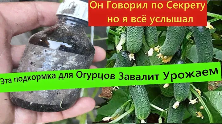 Он Говорил по Секрету но я всё услышал. Идеальная подкормка Огурцов и томатов. Урожай огурцов тонны