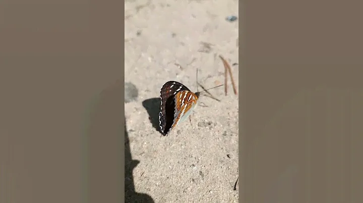 Ленточница тополёвая .Limenitis populi.