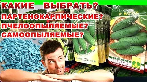 НЕ ПОКУПАЙТЕ СЕМЕНА ОГУРЦОВ,ПОКА НЕ УЗНАЕТЕ КАКИЕ СОРТА ПОДХОДЯТ ВАМ ДЛЯ ОБИЛЬНОГО УРОЖАЯ В 2021Г.